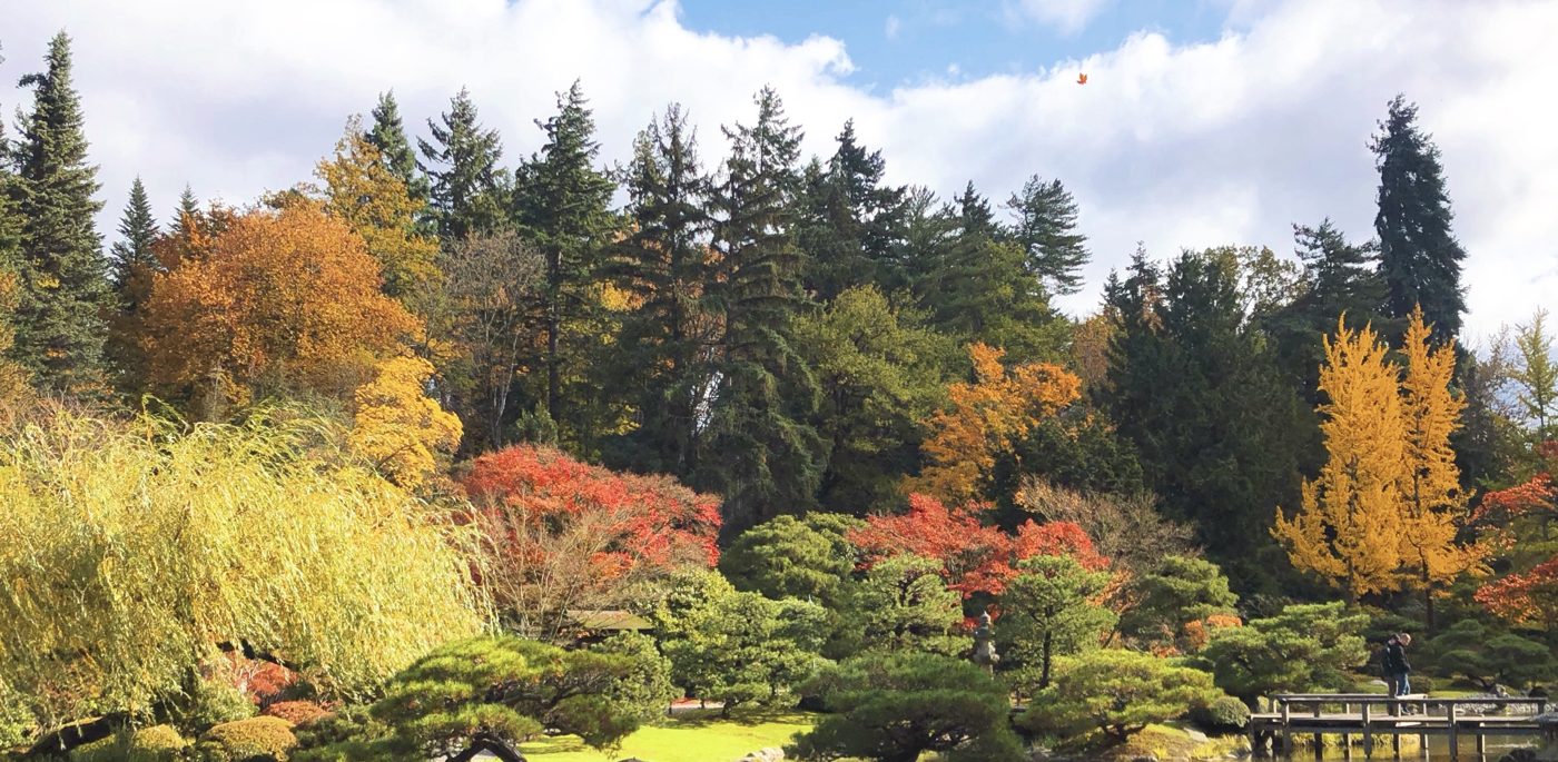 Autumn colors at Seattle Japanese Garden, with red maples, golden trees, pines and a wooden bridge